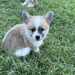Companion Cross Puppies from Chilipoms