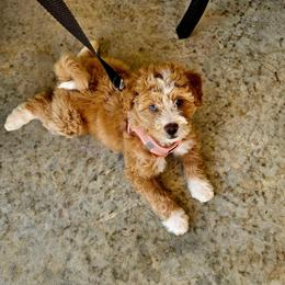 Honey - Yellow and white female Bernedoodle puppy in Olin, North Carolina from Rocky Creek Raised
