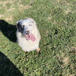 Gemini - Australian Shepherd