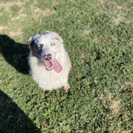 Gemini - Australian Shepherd