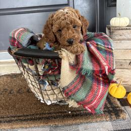 Zeke - Red and white male Cockapoo puppy in Ephrata, Pennsylvania from Windy Ridge Cockapoos