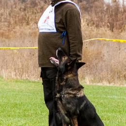 German Shepherd All Grown Up from Jagermeister German Shepherds / Carlos Rojas K9