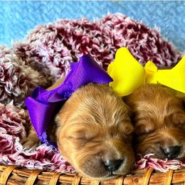 Golden Retriever puppies from Aurora's Northern Goldens