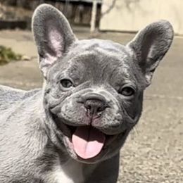 French Bulldogs from BlueCairo Frenchies
