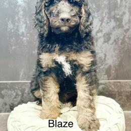 Blaze - Phantom male Goldendoodle puppy in Pasco, Washington from Camp Doodle Woods