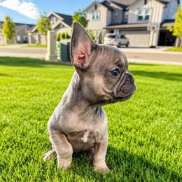 PURPLE - Blue fawn female French Bulldog puppy in Caldwell, Idaho from Idaho French Bulldogs