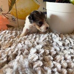 Gazelle - White black and tan female Wire Fox Terrier puppy in Liberty, Kentucky from A day in the life of a wire fox terrier
