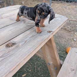Boy dapple - Dapple male Dachshund puppy in Phelan, California from Elite Parson Russells