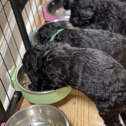 Goldendoodle, Miniature Schnauzer, and Poodle Puppies from 501Doodles