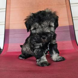 Boy 1 - Salt and pepper male Miniature Schnauzer puppy in Lake Charles, Louisiana from Du Lac Miniature Schnauzers