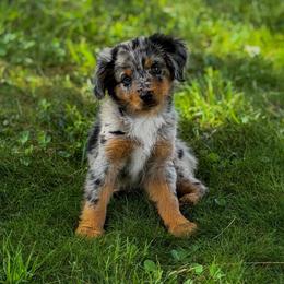 Blue Merle female - Blue merle female Australian Shepherd puppy in Tyner, Kentucky from Lil’ Town Aussies
