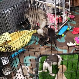 Silken Windhound Puppies from Silken Agents of CSBeck