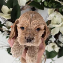Eddie - Buff male Cocker Spaniel puppy in Platteville, Wisconsin from Elk Grove Cocker Spainels