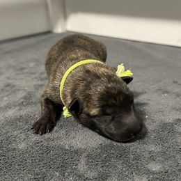 Green - Gold brindle male Dutch Shepherd puppy in Wheatland, Wyoming from Mill Iron Dutch Shepherds