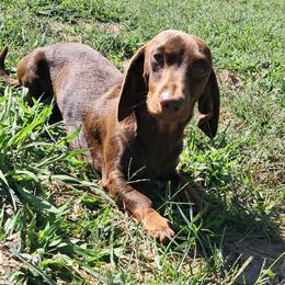 Oscar - Dachshund