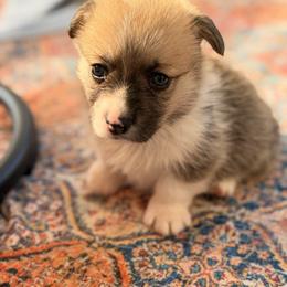 Kiya - Red female Pembroke Welsh Corgi puppy in Snellville, Georgia from Laur's Classic Corgis