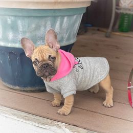 French Bulldog Puppies from Frenchies Of Central Oregon