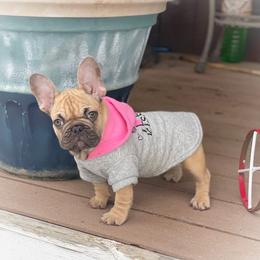 French Bulldog Puppies from Frenchies Of Central Oregon