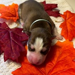 Siberian Husky Puppies from Hito's Huskies