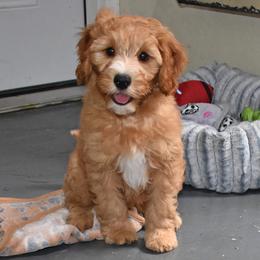 Stewart - Apricot male Goldendoodle puppy in Jasper, Indiana from Hilltop Pups LLC