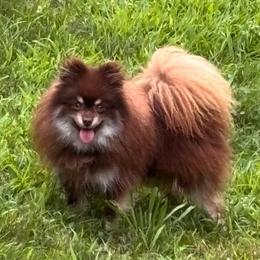 Charlie - Chocolate and tan male Pomeranian puppy in Douglas, Massachusetts from Country Oak Poms LLC