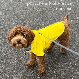 Cavapoo, Cockapoo, and Goldendoodle Puppies from Rocking JH Doodles