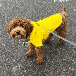 Cavapoo, Cockapoo, and Goldendoodle Puppies from Rocking JH Doodles