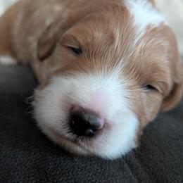 Romeo - Apricot male Goldendoodle puppy in Tucson, Arizona from Ever After Doodles Arizona