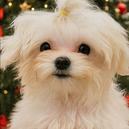 Tea cup, 1.1 lbs Tiny - White male Morkie puppy in The Villages, Florida from My Precious Pups