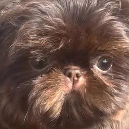 Shih Tzus from Shih Tzu Crue