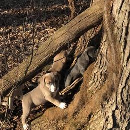 Mountain Cur Puppies from Walnut Ridge Mountain Curs
