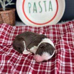 Penne - White and red female Bordoodle puppy in Valley Center, California from Circle R Valley Bordoodls