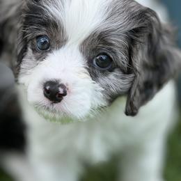 Bernedoodle and Cavapoo Puppies from Apricot Roots Doodles