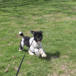 Whinchester - Poodle