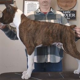 Hops - Brindle Boxer puppy in Yulee, Florida from Bitty's Boxers