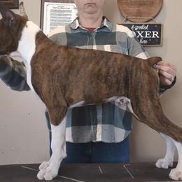 Hops - Brindle Boxer puppy in Yulee, Florida from Bitty's Boxers
