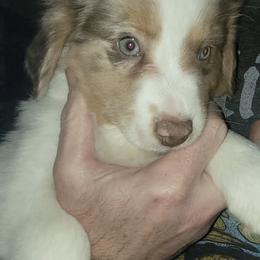 Leo - Red merle male Miniature Australian Shepherd puppy in Conneaut, Ohio from J&K Mini Aussies and Golden Retrievers