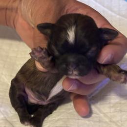 Boy 3 - Sable and white male Shih Tzu puppy in Benbrook, Texas from Michael’s Shih Tzus