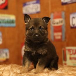 Vasko - Sable male German Shepherd puppy in Philippi, West Virginia from Vom Haus Highlands