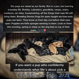 Dachshund Puppies from Valhallah Farms