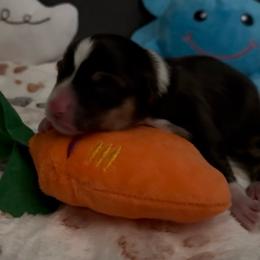 AKC RHT 2 Orange - Black and tan male Pembroke Welsh Corgi puppy in Summerfield, Florida from Promise Land Farm