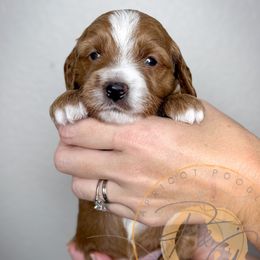 Greg (brown collar) - Apricot male Goldendoodle puppy in Murrieta, California from Apricot Poodles & Goldendoodles, LLC