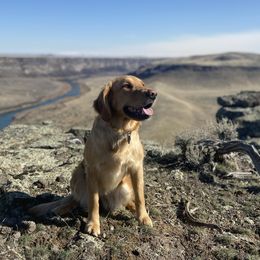Lexi - Golden Retriever