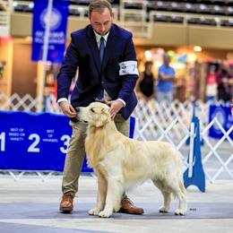Hans - Golden Retriever