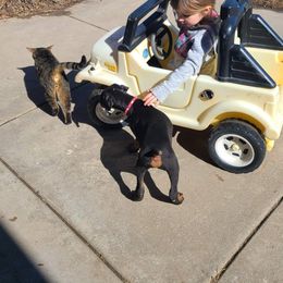 Doberman Pinscher Puppies from Morningstar Kennel