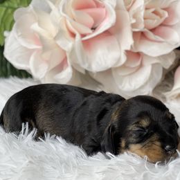 Dachshund Puppies from RRD