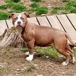 American Bully Puppies from Impressive Bred Bullies