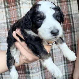 Gray - Black and white male Bernedoodle puppy in Grandview, Texas from Big Sky Bernedoodles