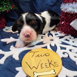 Crystal pending - Tri-color female Cavalier King Charles Spaniel puppy in Kermit, West Virginia from Stonecoal Cavaliers