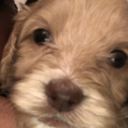 Cockapoos, Cocker Spaniels, and Poodles from Pawfect Transporters, LLC